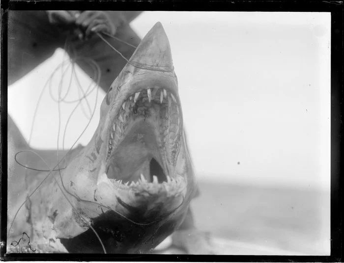 Mouth of shark being held open by a man with a cord