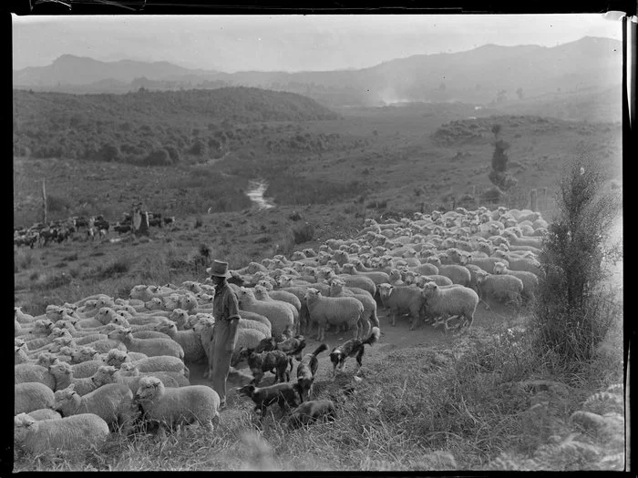 Rural scene with sheep