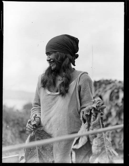 Unidentified Māori woman picking tobacco leaves in the Rotorua area, Bay of Plenty