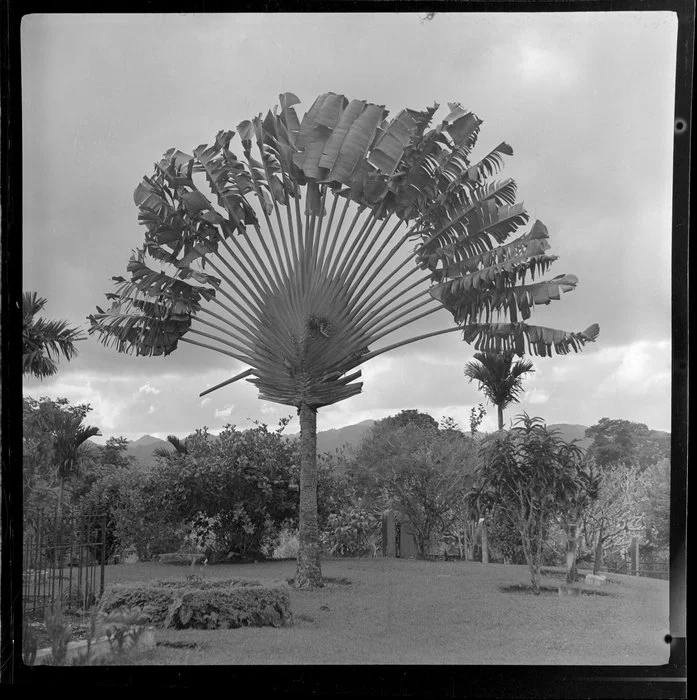 Large fan palm tree, Fiji Gardens [Thurston Gardens?], Suva