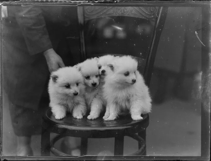 Four [Samoyed?] puppies on a chair