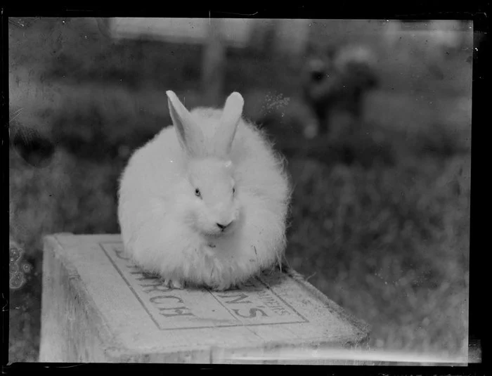Large white rabbit on a box
