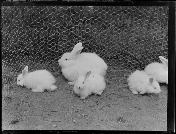Baby rabbits in a cage