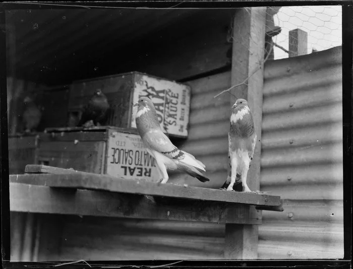 Pair of birds [Horseman Thief Pouter Pigeons?] in loft, which is constructed of boxes advertising Real Tomato Sauce and the brand Oak, location unknown