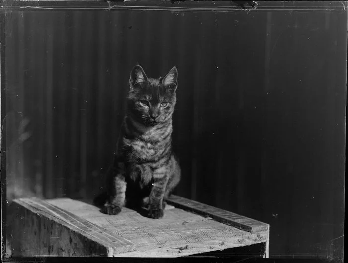 Cat sitting on wooden box, location unknown