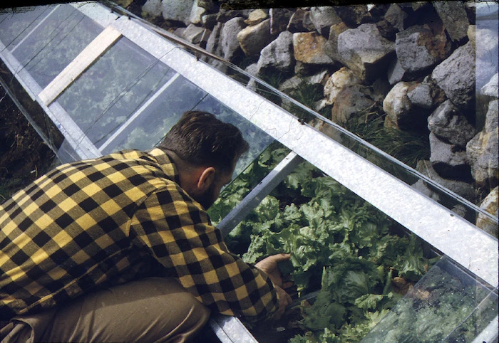 Allan Dodds (ionosphere observer) tending the vegetable garden, Campbell Island