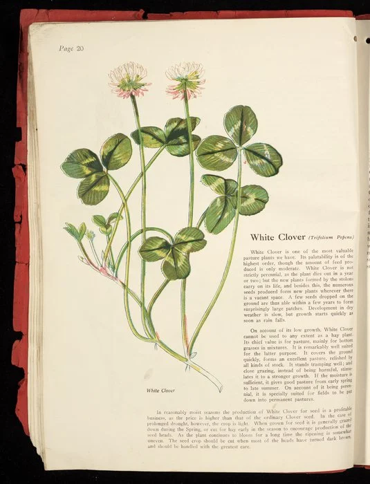 [Wright Stephenson & Company Ltd] :White clover (trifolium pepens) [1924]