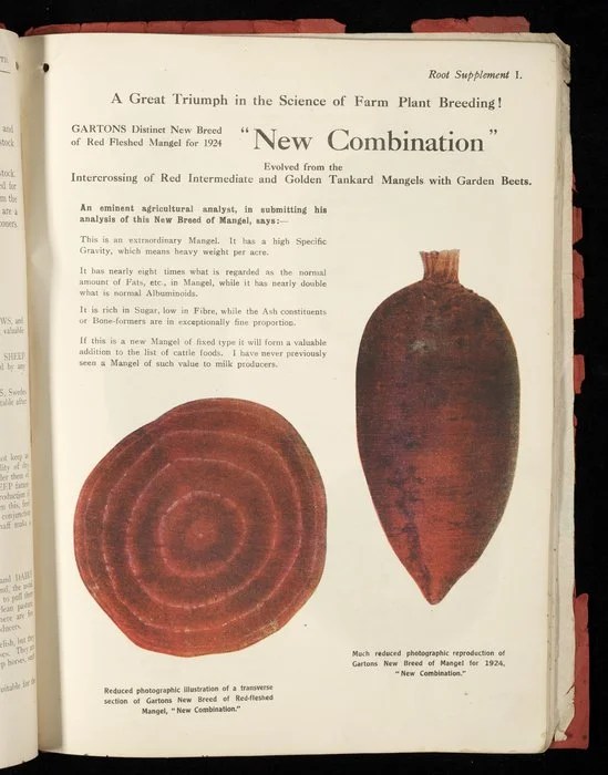 [Wright Stephenson & Company Ltd] :A great triumph in the science of farm plant breeding. Gartons distinct new breed of red fleshed mangel for 1924. "New Combination", evolved from the intercrossing of Red Intermediate and Golden Tankard mangels with garden beets [1924]