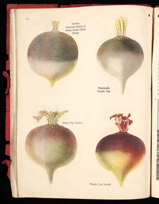 [Wright Stephenson & Company Ltd] :Gartons improved breed of hardy green globe turnip; Mammoth purple top; Green top Scotch; Purple top Scotch [1924]