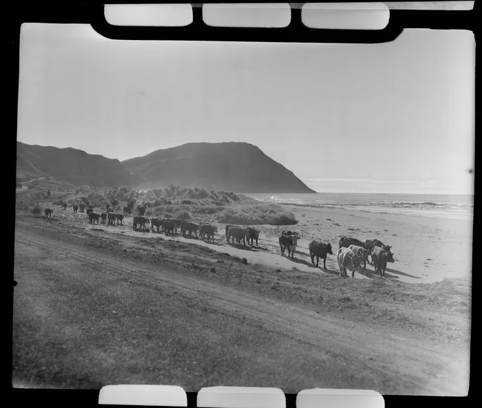 Cattle droving, near Gisborne, showing beach