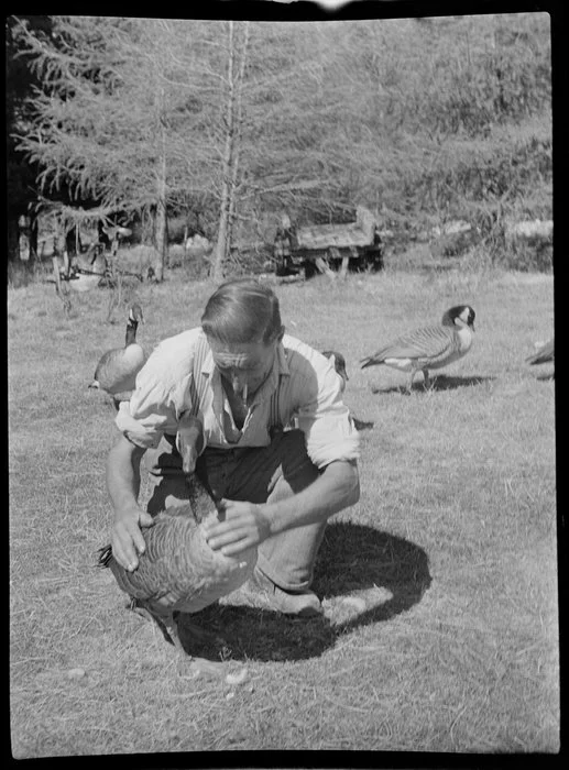 Peter Bayne tends to a Canadian goose at Huxley Gorge Station, near Lake Ohau, Waitaki District, Canterbury Region, showing other geese in the background