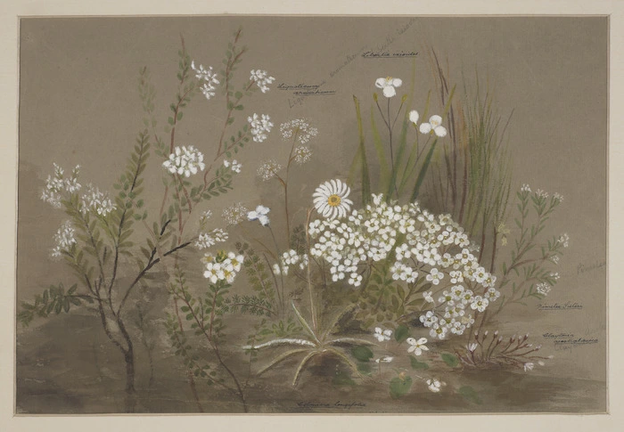 Harris, Emily Cumming, 1837?-1925 :Celmisia longifolia, lingusticum aromaticum, libertia ixioides, pimelea suteri, claytonia australasica [1890s?]