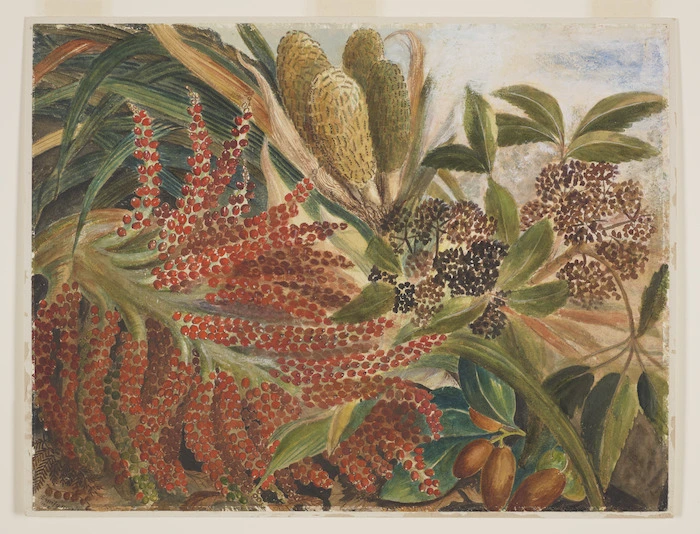 Harris, Emily Cumming, 1837?-1925 :[Kiekie (freycinetia banksii), nikau (rhopalostylis sapida), five finger (pseudopanax arboreum) and karaka (corynocarpus laevigata) in fruit]. 1879.