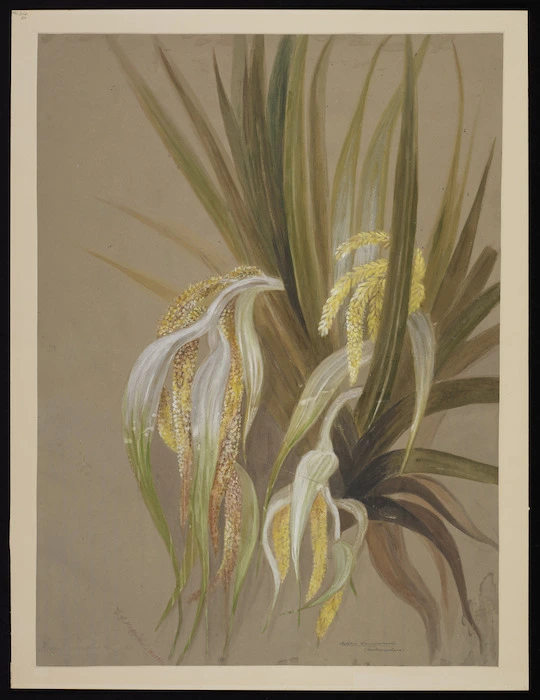 Harris, Emily Cumming, 1837?-1925 :Astelia cunninghamii. (Kowharowharo). [Between 1880 and 1900?]