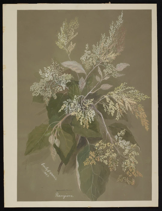 Harris, Emily Cumming, 1837?-1925 :Rangiora. Brachyglottis rangiora. 1887.