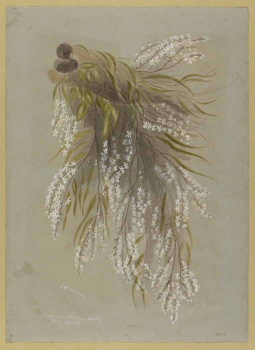 Harris, Emily Cumming 1837?-1925 :Earina autumnalis ;N.Z. orchid / E C Harris [189-?]