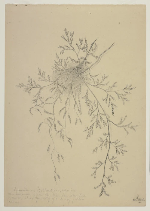 Harris, Emily Cumming, 1837?-1925 :Lycopodium Billardieri, varium. This specimen is from the Dun Mountain Line, Nelson. It is frequently of a lovely golden colour. 14th April [1890s].