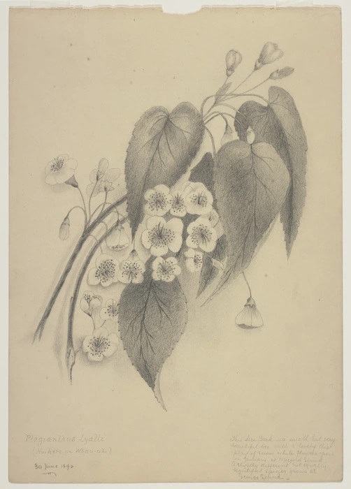 Harris, Emily Cumming, 1837?-1925 :Plagianthus Lyalli (Hoihere or Whau-whi). 30 June 1892.