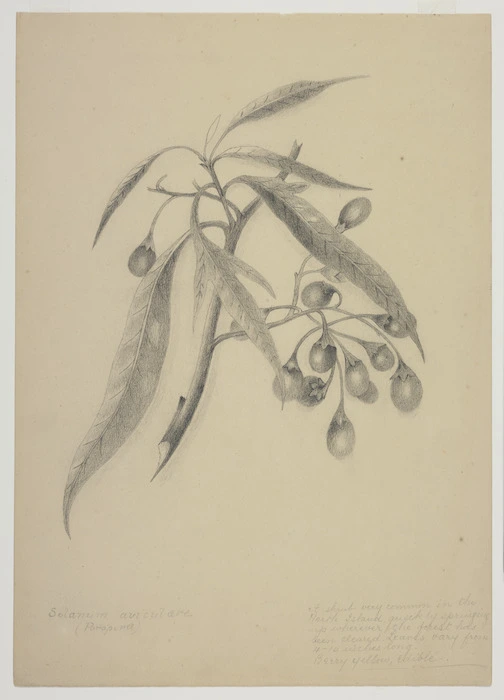 Harris, Emily Cumming, 1837?-1925 :Solanum aviculare (Poropora). [1890s].
