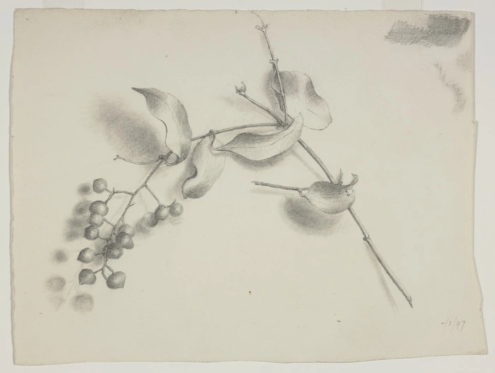 Harris, Emily Cumming, 1837?-1925 :[Supplejack berries and leaves]. -/1/97. [1897].