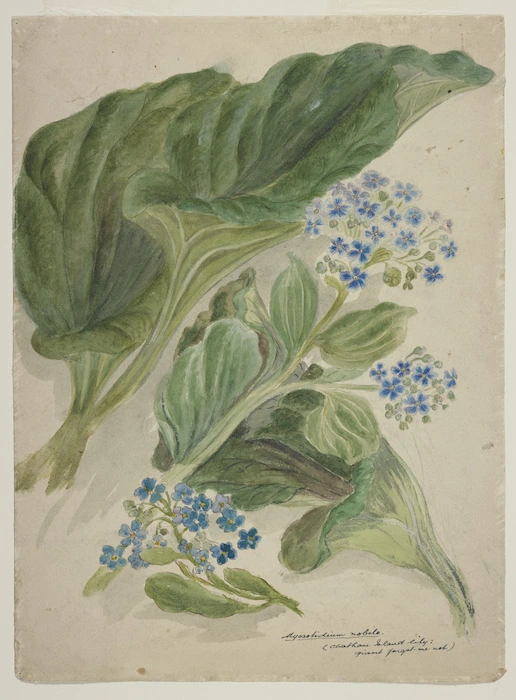 Harris, Emily Cumming, 1837?-1925 :Mysosotidium nobile (Chatham Island lily - giant forget-me-not [myosotidium hortensia. 1890s?]