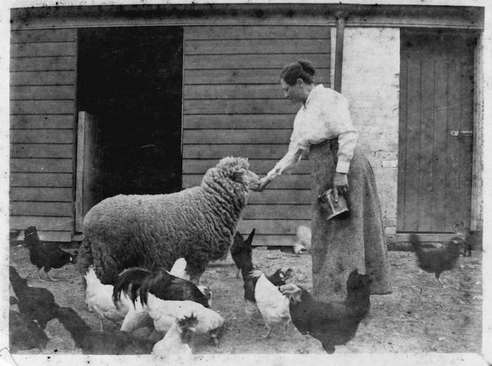 Woman feeding a sheep