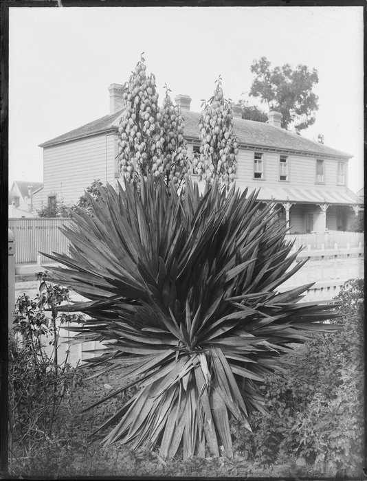 House in Carlyle Street, Napier, with a flowering yucca in the foreground