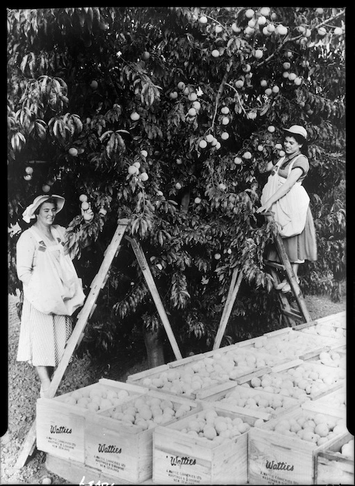 Women picking peaches for Watties, Hawke's Bay