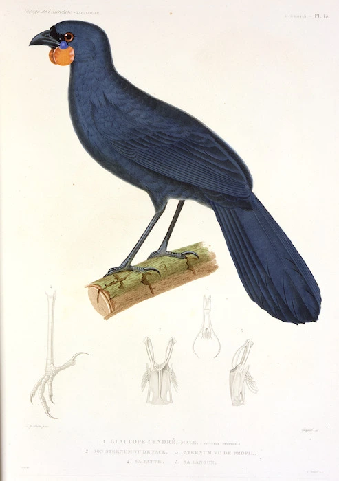 Pretre, I. G. :Glaucope cendre, male (Nouvelle-Zelande). Pretre pinx; Guyard sc. Voyage de l'Astrolabe. Zoologie. Oiseaux. Pl. 15 [Paris, Tastu, 1833]