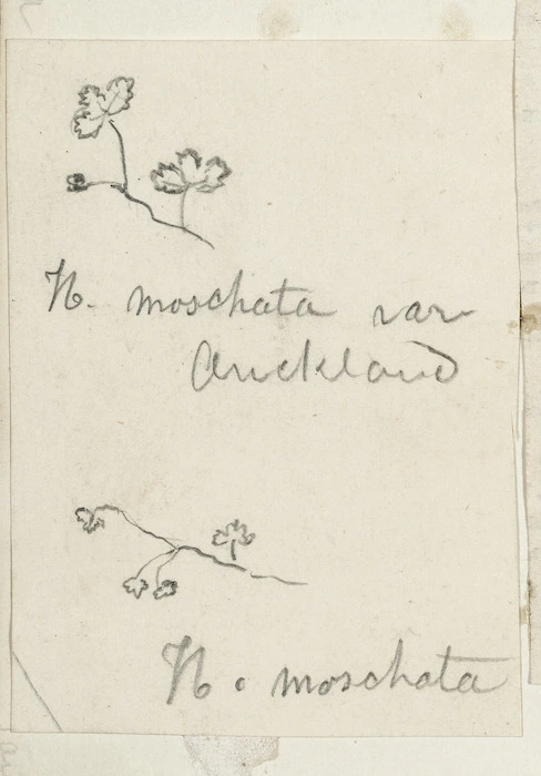 [Buchanan, John], 1819-1898 :N. moschata. N. moschata var Auckland. [ca 1856-1890]