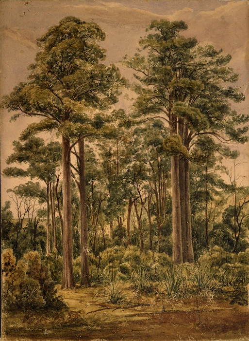 [Smith, William Mein] 1799-1869 :[Study of trees, Hutt Valley? 1840s?]