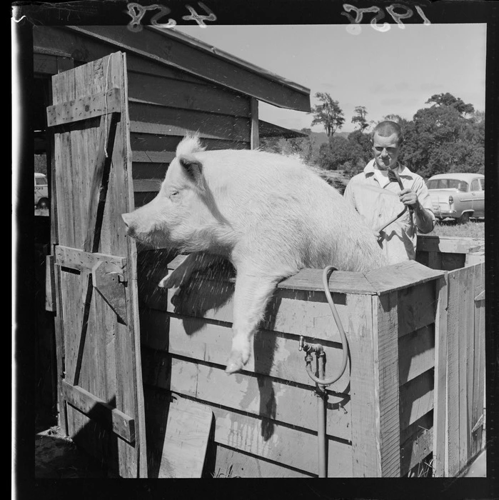 Man cleaning a pig during the 1958 A&P (agricultural and pastoral) show, Trentham, Upper Hutt