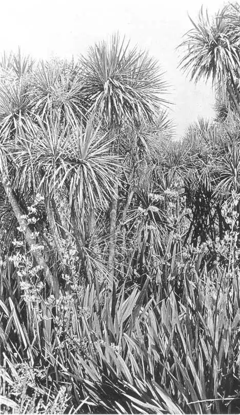 Figure 66 Swamp with cabbage trees (Cordyline australis) and New Zealand 'flax' (Phormium tenax). Near Kaeo, northern North Island. — Photo: J. W. Dawson