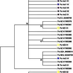 Phylogenetic tree of partial 16S rDNA sequence (325 nucleotides) with the taxon-specific primer reconstructed from the Potamopyrgus haplotypes (Pa, P. antipodarum; Pe, P. estuarinus) obtained in this work and references obtained from GenBank (the accession number is indicated).