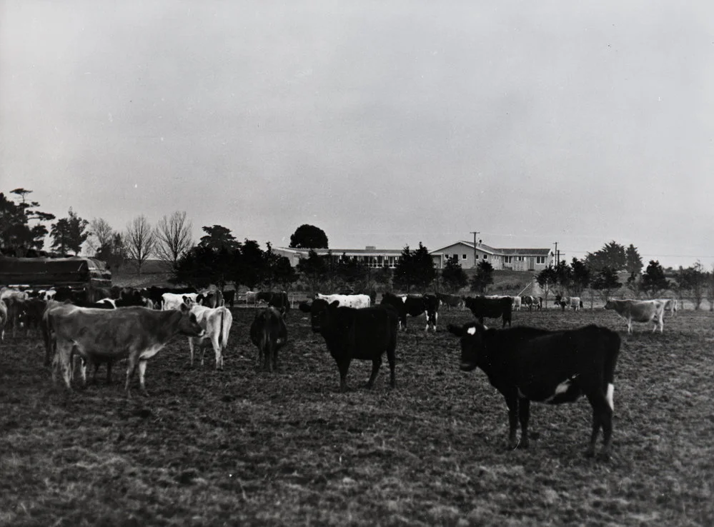 Cows and the Cowshed, 1966