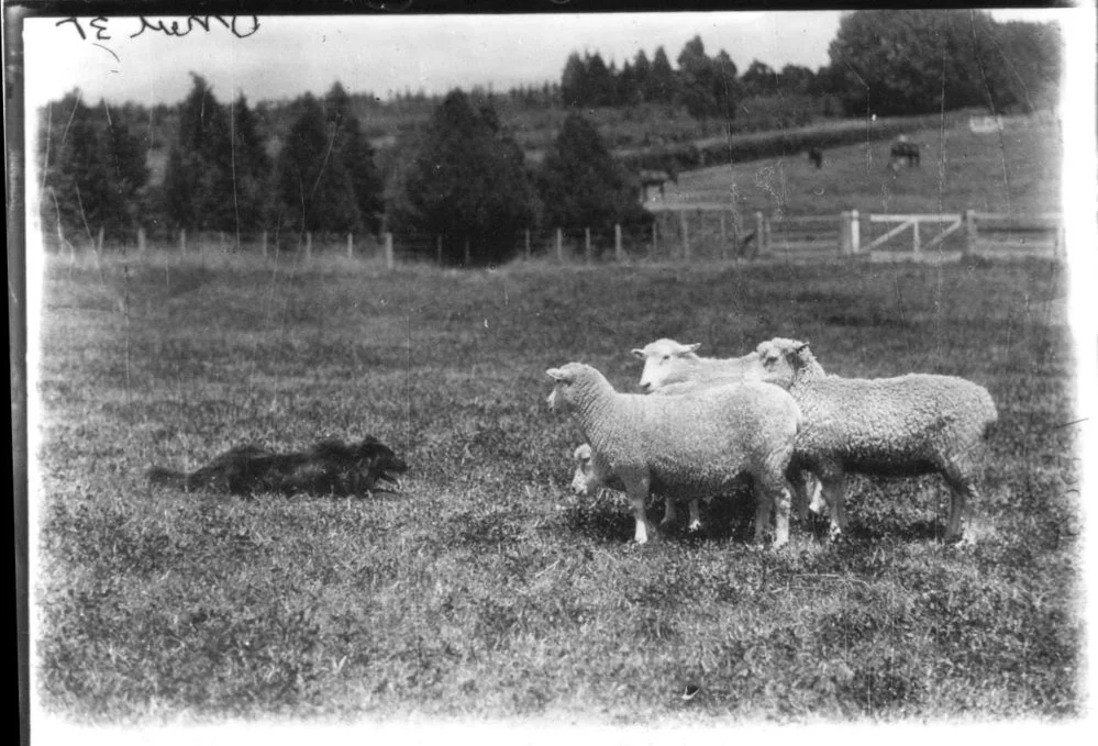 Farm dog herding sheep