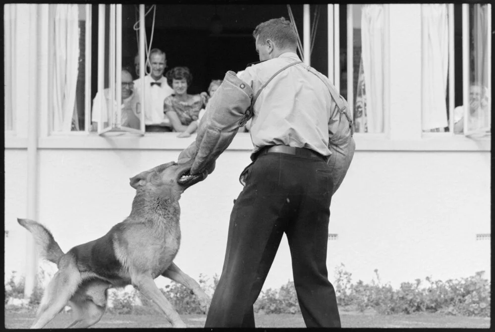 Bruce in action, Police dog display, Tauranga Hospital