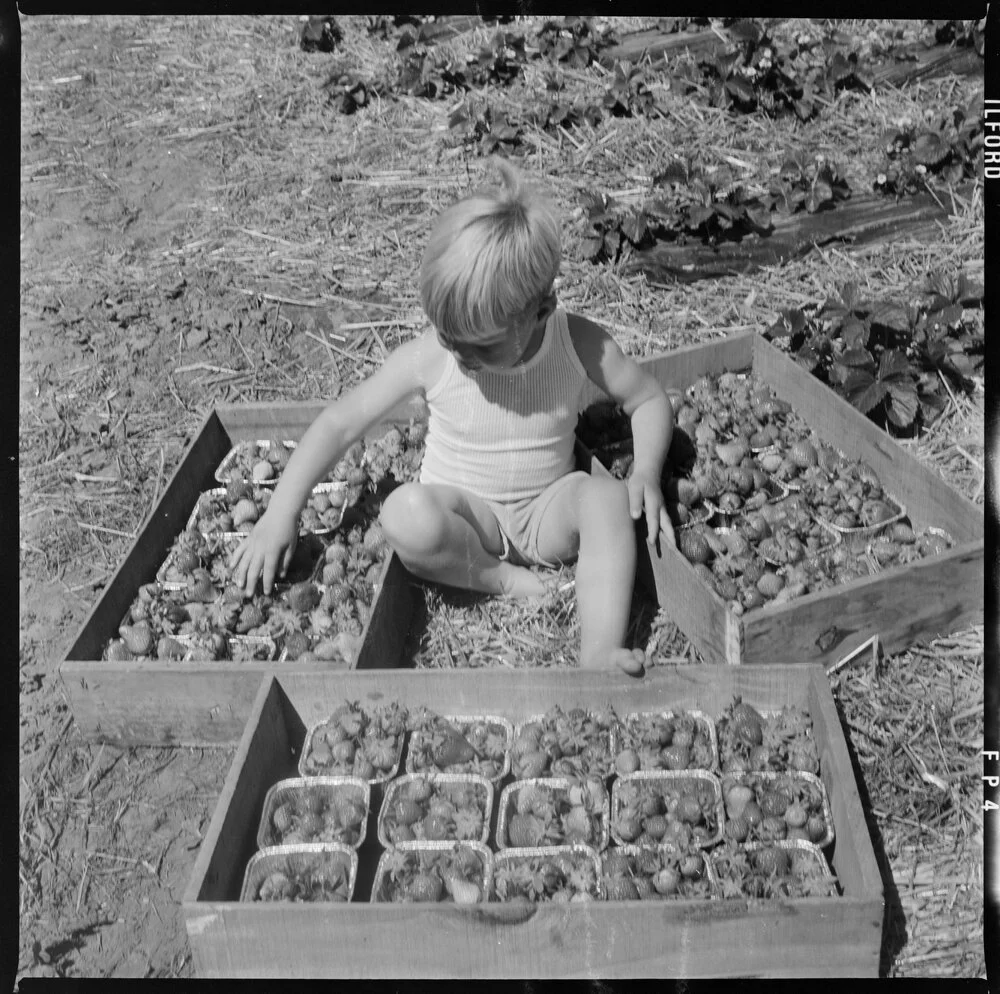Mark Weedon with strawberries picked from his father Mr John Weedon's Katikati property. Katikati Advertiser.