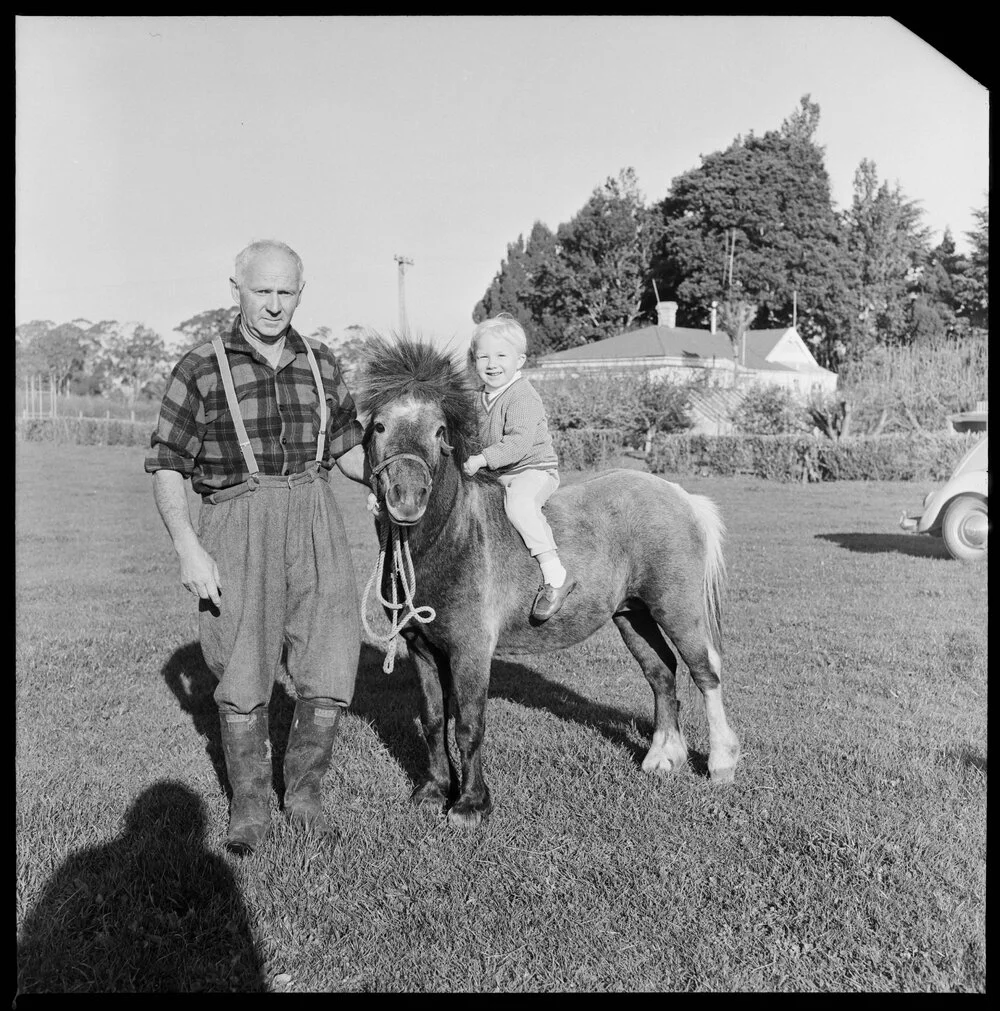 Miniature horses