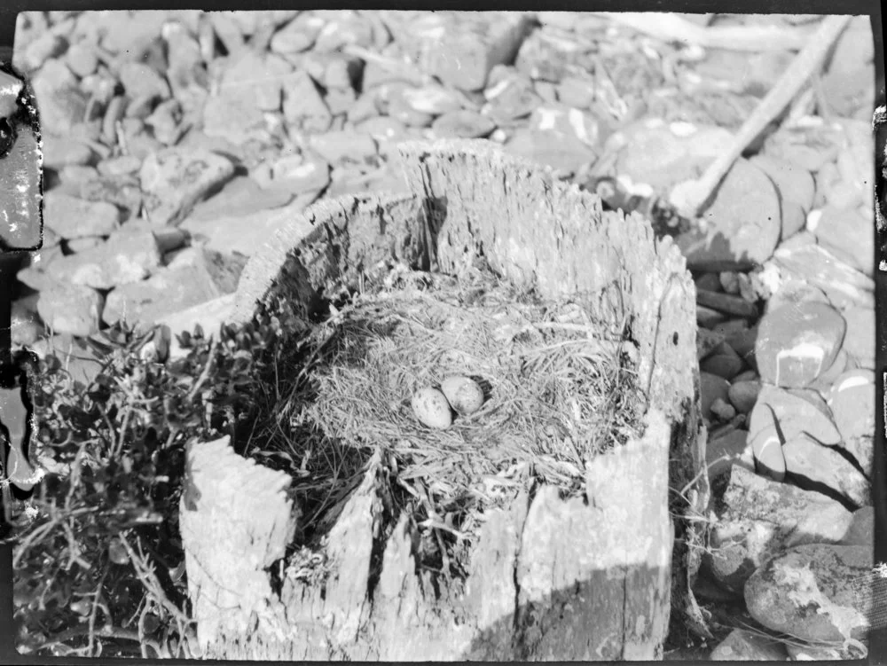 Nest with speckled eggs
