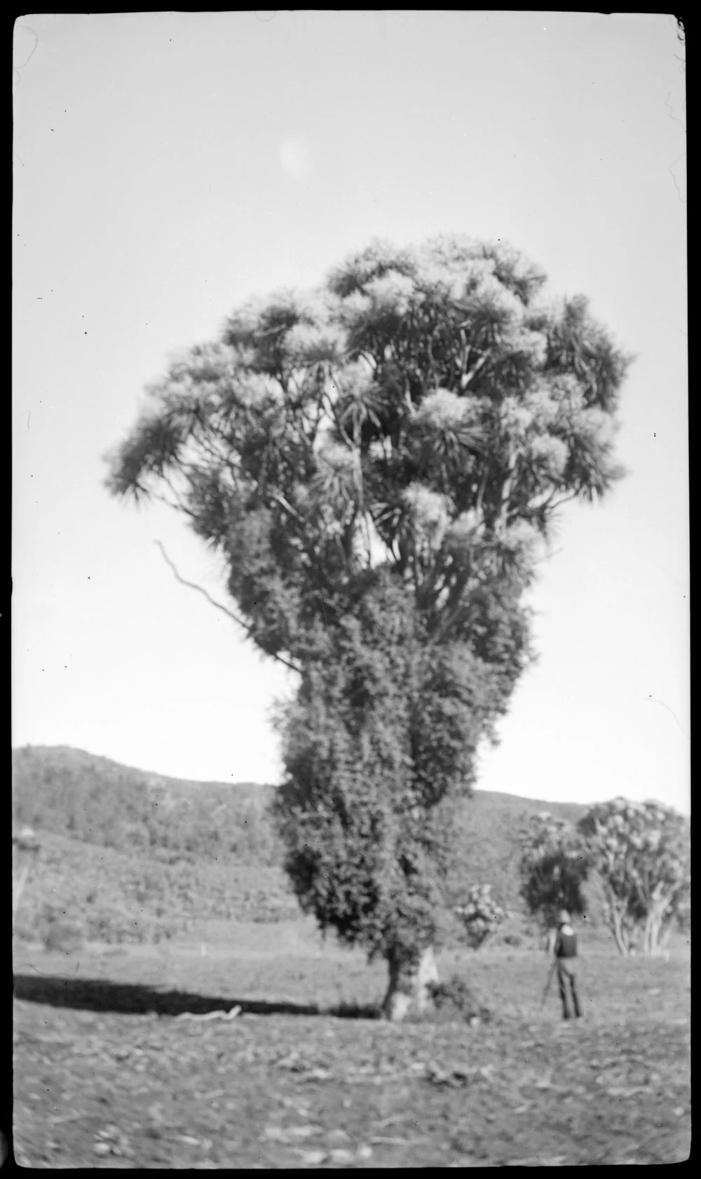 Ti kouka tree with man standing