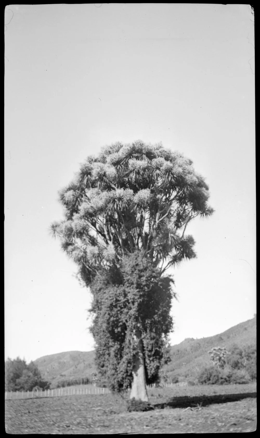 Ti kouka tree with fences and trees