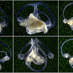Derek Sauer: The inner ears of sharks