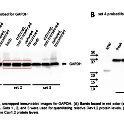 Image_3_Three-Week-Old Rabbit Ventricular Cardiomyocytes as a Novel System to Study Cardiac Excitation and EC Coupling.TIF