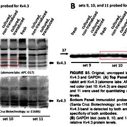 Image_5_Three-Week-Old Rabbit Ventricular Cardiomyocytes as a Novel System to Study Cardiac Excitation and EC Coupling.TIF