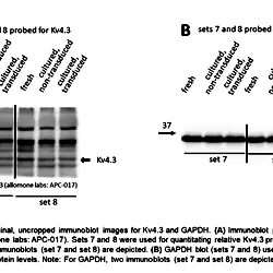 Image_6_Three-Week-Old Rabbit Ventricular Cardiomyocytes as a Novel System to Study Cardiac Excitation and EC Coupling.TIF