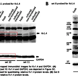 Image_7_Three-Week-Old Rabbit Ventricular Cardiomyocytes as a Novel System to Study Cardiac Excitation and EC Coupling.TIF