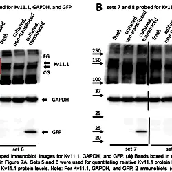 Image_8_Three-Week-Old Rabbit Ventricular Cardiomyocytes as a Novel System to Study Cardiac Excitation and EC Coupling.TIF