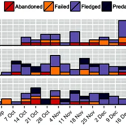 The timing of breeding in dunnocks.