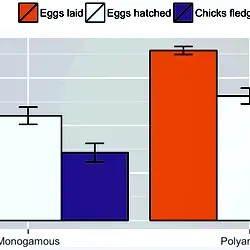 Estimates of breeding parameters by mating system in dunnocks.